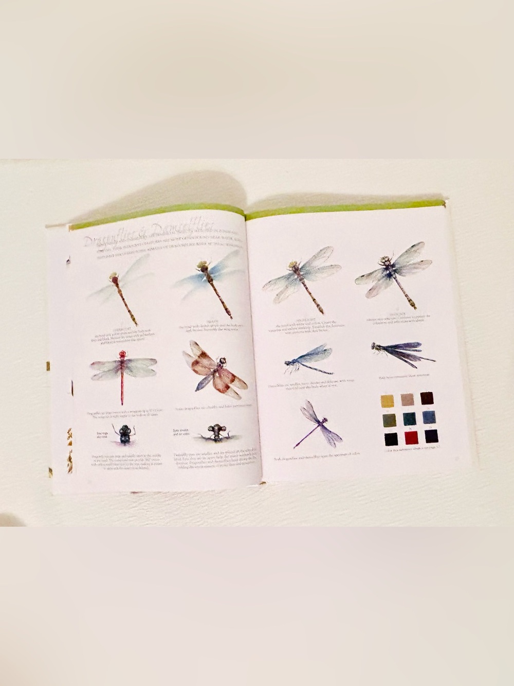 Watercolor Painting Nature by - Peggy Harris Simple Picture Guide. - Picture 5 of 7